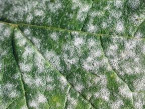 Powdery mildew is a fungal disease that affects a wide variety of plants, including cannabis. /