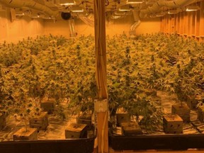 The 20 grow rooms contained about 15,000 pot plants with an estimated street value of $36 million.
