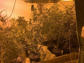 St-Pierre-Jolys RCMP along with the assistance of the East District Crime Reduction Enforcement Support Team (CREST), the Emergency Response Team (ERT) and the National Weapons Enforcement Support Team (NWEST), executed a search warrant at a residence on Leclaire Road, in the RM of Ritchot. Officers located a marijuana grow operation inside the residence.