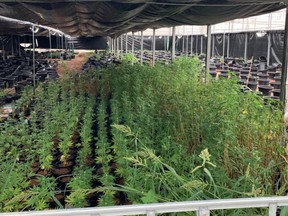In all, 4,324 marijuana plants ranging from seedlings to mature plants were confiscated from 16 large greenhouses and worksite offices. /
