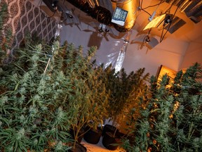 A 26-year-old man has been arrested in connection with the marijuana grow-op. /