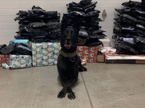 The deputy deployed his K9 partner, Maximus, who sniffed around the exterior of the car and alerted to the odour of drugs. /