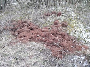 The remains of someone's cannabis farm dumped on reserve land. /