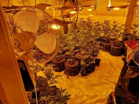 Over the four rooms, police found and seized 121 marijuana plants, most of these measuring more than 60 centimetres tall. /