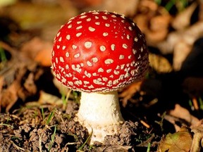 Image for representation. The fresco depicts a spotted mushroom that some say is are the hallucinogenic mushroom, Amanita muscaria. /