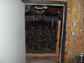 Deputies have eradicated about 68,217 growing cannabis plants. /