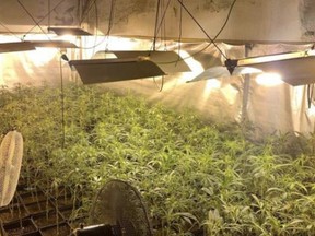 Both weed plantations were hidden inside separate homes just 100 metres apart in Santa Coloma de Cervelló. /