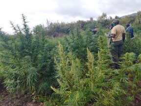 Members of a multi-agency team descended on the illicit grow at Kedong ranch in Naivasha earlier this week. /