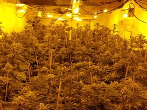 The large-scale cannabis grow, which included 602 weed plants, was spread over eight rooms and four floors of the property. /