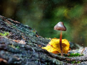 FILE: Psilocybin is a naturally occurring psychedelic prodrug compound produced by more than 200 species of mushrooms, collectively known as psilocybin mushrooms. /
