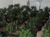 Some of the plants that were seized as part of the criminal enterprise. /