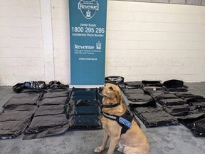 Revenue officers and K9 Marley were carrying out routine profiling at the terminal on Mar. 9 when the illicit load was discovered. /