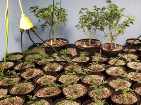 Police found 2,428 cannabis plants in various stages of growth. /