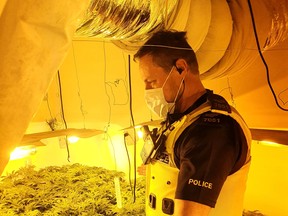 “Another successful drugs warrant in Dudley tonight! Over 100 cannabis plants seized to be destroyed and off our streets.” /