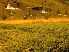 “Investigators discovered a professional, high-quality installation that was in the process of growing a large number of cannabis plants in various stages of development.” /