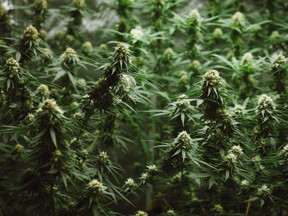 The man, who cooperated fully with police, pleaded guilty to possessing cannabis for sale or supply and to cultivating weed without a licence at his home in County Cork. /