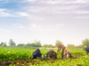 Migrant farmworkers make up about one-fifth of the country’s agricultural workforce. /