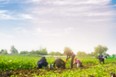Migrant farmworkers make up about one-fifth of the country’s agricultural workforce. /