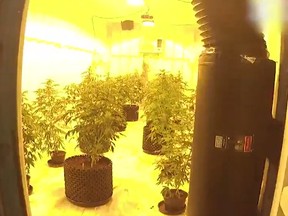 Police had executed four search warrants at four different addresses, but the large grow-op was found at the Leo Alley Drive address. /