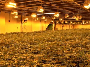 FILE: Coordinated police teams have uncovered a massive marijuana grow operation at a commercial building in the east end of Belleville. The grow-op contained an estimated 7,000 plants that when fully grown would be worth $7 million in street value. /