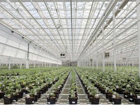 FILE: Cannabis plants in an Aphria Inc. greenhouse in Leamington, Ont.