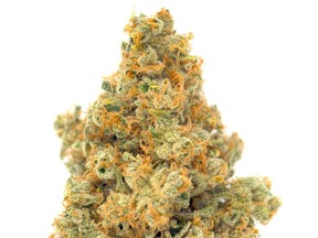 MTL Cannabis launched their Sage N Sour cultivar in October 2020. The sativa-dominant cross between Sour Diesel and S.A.G.E. is high in THC but also has a punch of CBG.