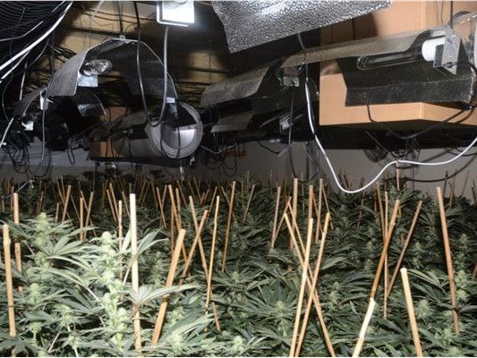 Reported Robbery Kicks Off Police Probe That Leads To Massive Cannabis ...