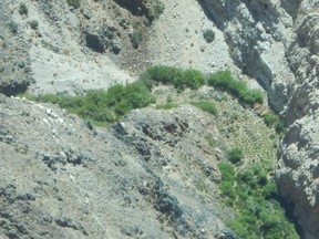 Aerial photograph of a portion of the illegal terracing and marijuana plants being grown in Jail Canyon, Death Valley National Park. /