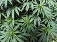 An entire well-insulated room may be needed for the growing cycle of weed plants. /