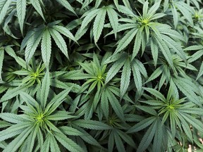 Landlord claims he had no knowledge of the cannabis plants on the property. /