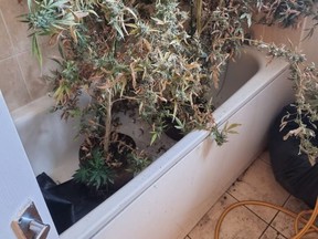 Police found 283 marijuana plants spread across six rooms, including some in the bath, at first property. /