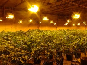 The police seized approximately 3,500 illicit cannabis plants. /