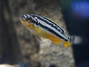 Developing zebrafish embryos were left to incubate for 10 hours in a solution containing THC, CBD or a combination of the two. /