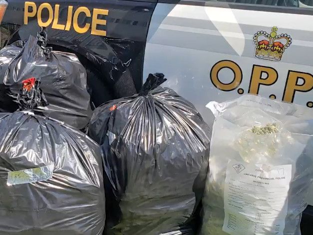 Police Seize 45m In Illegal Cannabis From Commercial Property In Fergus Ont The Growthop 