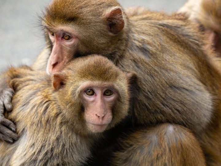  The study was conducted using female rhesus macaques between the ages of six and 12 who had previously successfully conceived.