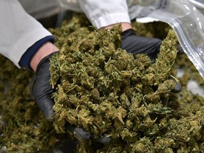 FILE: View of hemp flowers at Empire Standard, a hemp extract processing and distribution plant, on April 13, 2021 in Binghamton, New York. /