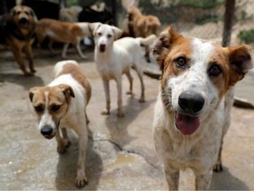 Rescued dogs are pictured at the Woof N'wags shelter on the outskirts of the village of Kfar Chellal, south of the Lebanese capital Beirut on April 30, 2021.