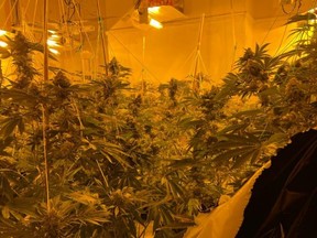 “Without the initial information from the public, this cannabis farm may never have been discovered,” says Inspector Graham Dyson. /