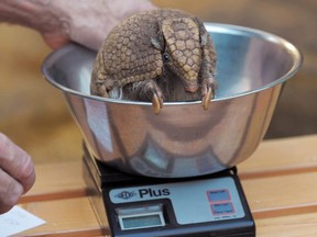 FILE: Armadillo "Gurt" sits on a balance as he is weighed during the annual inventory at the zoo in Dresden, eastern Germany, on January 13, 2011.