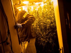 FILE PHOTO: A member of the Catalan regional police force Mossos d'Esquadra takes part in an intervention in an illegal marijuana plantation in a private residence in Martorell near Barcelona, on October 6, 2020.
