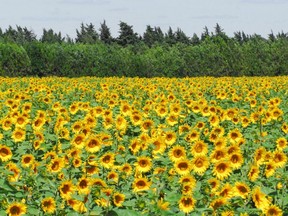 FILE: A Van Gogh inspiration of Sunflowers near Arles, France. /