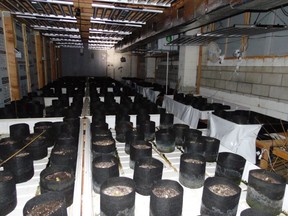 The police found a commercial-grade grow-op with about 3,000 cannabis stems in pots. /