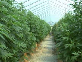 The property was licensed, the police say, but only for 463 cannabis plants to be grown indoors only.