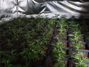 While carrying out a search of the property, the police found five rooms and a loft being used to grow approximately 1,000 cannabis plants. /