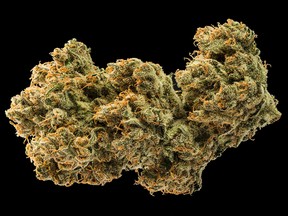 The Acapulco Gold strain chosen by JC Green from among the 1,000 different varieties of cannabis.
