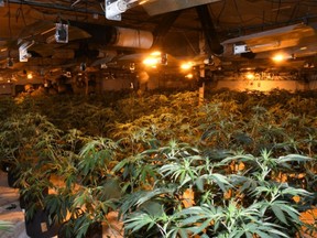 Nearly 3,000 plants were seized from the facility and three men were arrested in an operation that police say was capable of producing millions of dollars worth of drugs.
