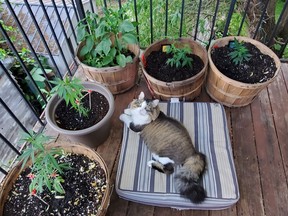 Cannabis, peppers and a cat. What more could you need?