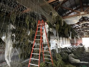 Investigation into structural fire prompts the discovery of a large illegal grow-op. /