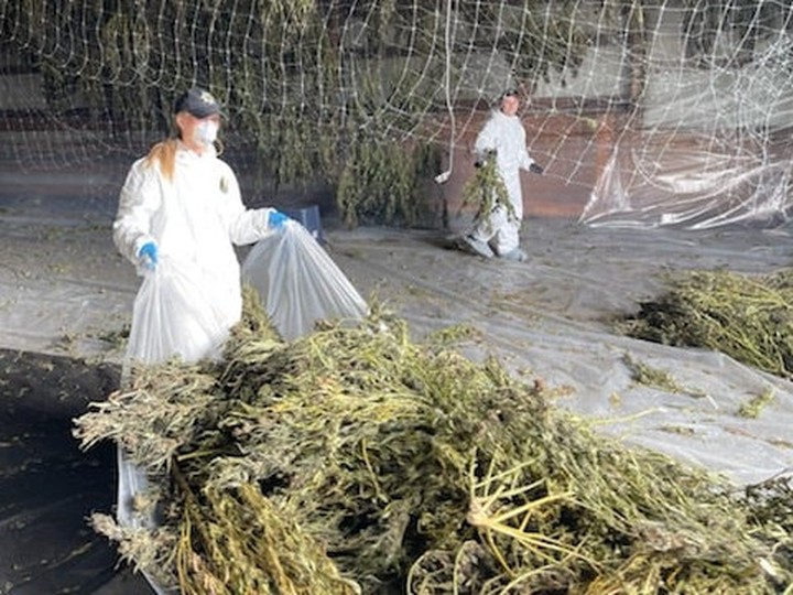  Clean-up crews gather up illegal cannabis plants. /