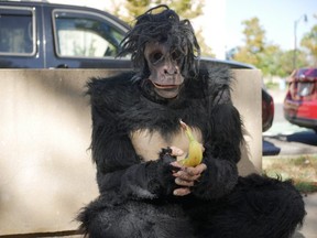 One of the Anonymous Apes takes a breather with a banana during a protest of U.S. drug policies. /